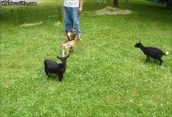 m20o8R.gif