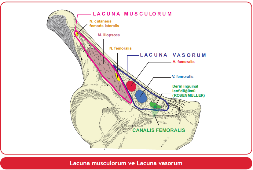 Мышечная лакуна и сосудистая лакуна. Мышечная лакуна анатомия. Мышечная лакуна на бедре топография.