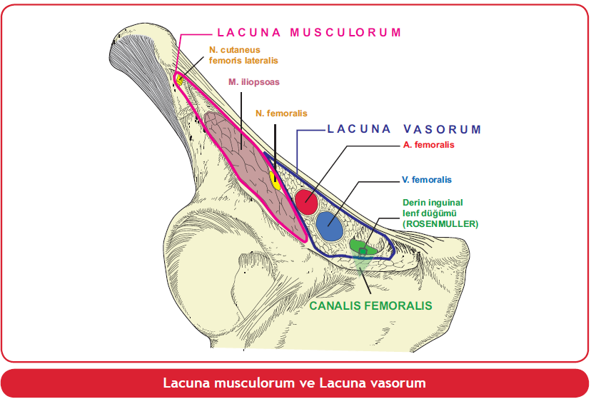 Lacuna Vasorum Und Musculorum Nordic Online