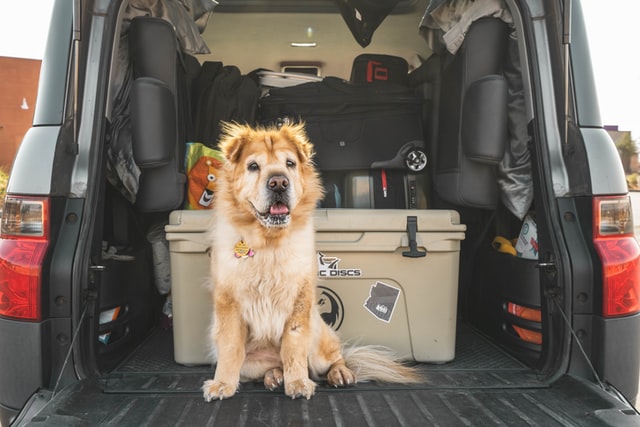 #How to Travel Long Distance With Your Dog