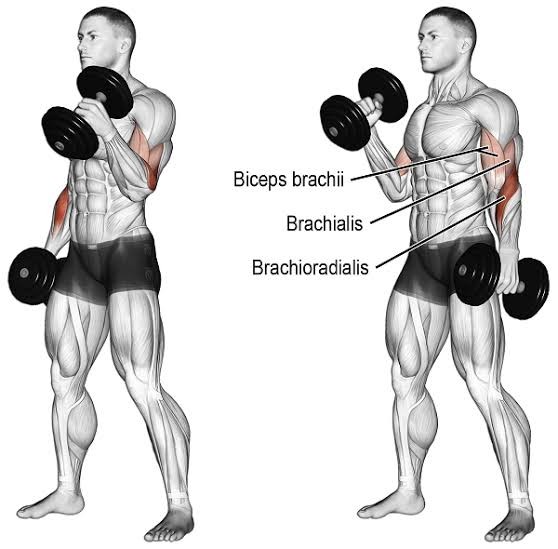 kol kasi nasil yapilir en iyi biceps triceps ve on kol hareketleri
