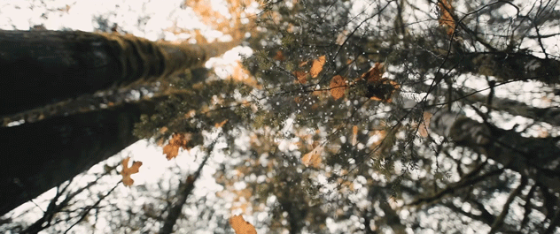 oOdLbX.gif