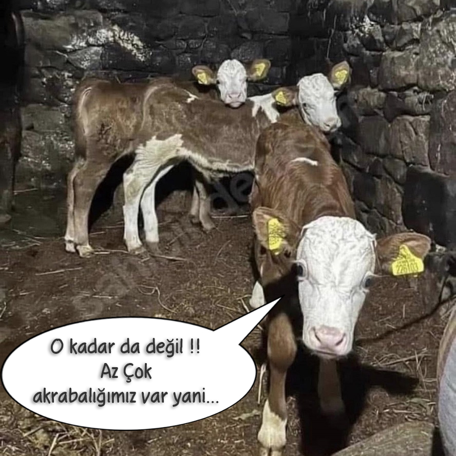 oyguyae.jpg
