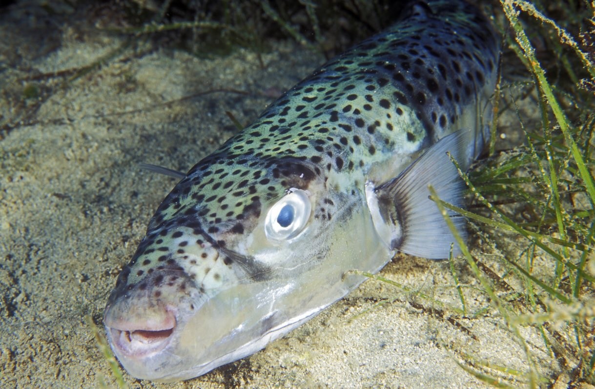 Lagocephalus scelaratus. Lagocephalus sceleratus. Lagocephalus sceleratus рыба. Фугу в Средиземном море. Lagocephalus sceleratus фото.