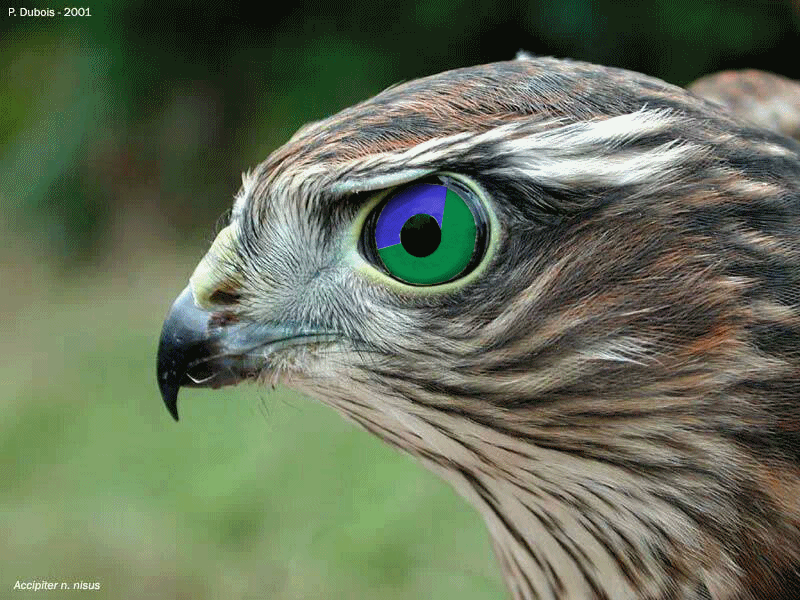 Resim Yükle