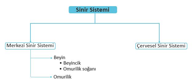 Resim