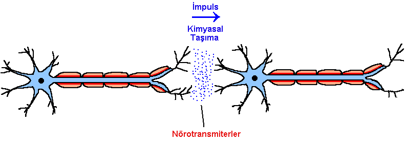 Sinir Sisteminin Yapısı