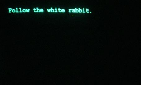 beyaz tavşan